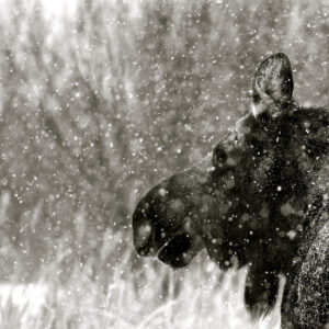 Mr. Moose